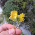 picture-006_389471891_o.jpg
