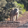 chango_390273061_o.gif