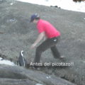 nastypinguino_390273284_o.gif