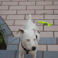 img_0288_389561861_o.jpg