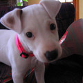 img_1684_389473368_o.jpg