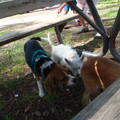 dsc00966_2969166279_o.jpg
