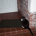 phil_s-cat_523327895_o.jpg