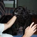 phil_s-dog_523310532_o.jpg