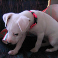 img_1680_389473268_o.jpg