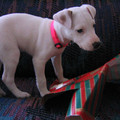 img_1683_389473323_o.jpg