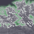 trees1_421742505_o.jpg