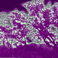 trees3_421742640_o.jpg