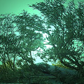 trees_421742768_o.jpg