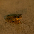 dsc06525jpg_6911604665_o.jpg