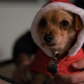 dscf0003-xf35mmf14-rjpg_16102910280_o.jpg