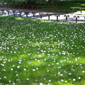 dscf0908-xf35mmf14-rjpg_19410603485_o.jpg
