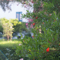 20141938-xf35mmf14-rjpg_21348524512_o.jpg