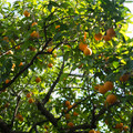 20141947-xf35mmf14-rjpg_21171446958_o.jpg