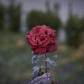 candy-flowers_25628757098_o.jpg
