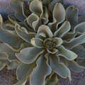 DSCF9847.jpg