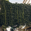 DSCF1868.jpg