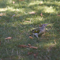 DSCF2064.jpg