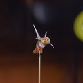 DSCF2938.jpg
