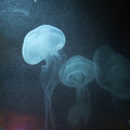 DSCF3018.jpg