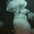 DSCF3021.jpg