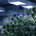 DSCF5028-Edit.jpg