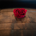 DSCF5548.jpg