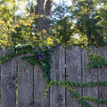DSCF7049.jpg
