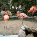 DSCF9015.jpg