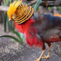 DSCF9076.jpg